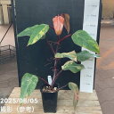 フィロデンドロン ストロベリーシェイク Philodendron cv Strawberry Shake 3.5号ロング|観葉04-PA