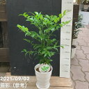 インテリアグリーン ポドカルプス ナギ 幸せを呼ぶYOU梛 4号陶器鉢 受皿付き|観葉04-PA