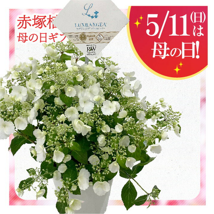 母の日ギフト2025 アジサイ ラグランジア ブライダルシャワー 6号｜鉢花10-TU