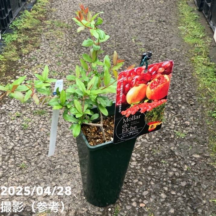 スイート種なしザクロモラールデエル...