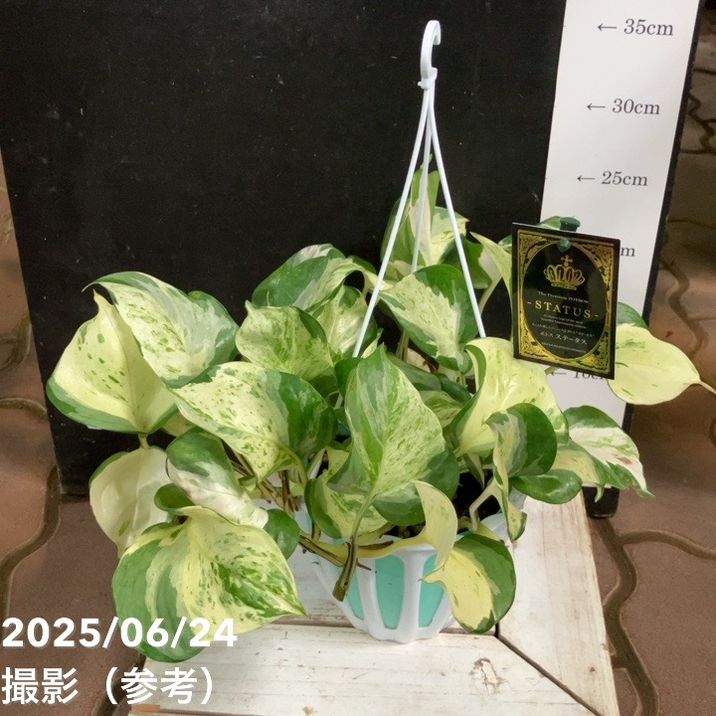 ポトスステータス 5号 吊り鉢仕様 PVP｜観葉04-PA