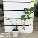 【訳あり】<実付き>イチジク ホワイトイスキア 6号 2年生苗|果樹10-TU