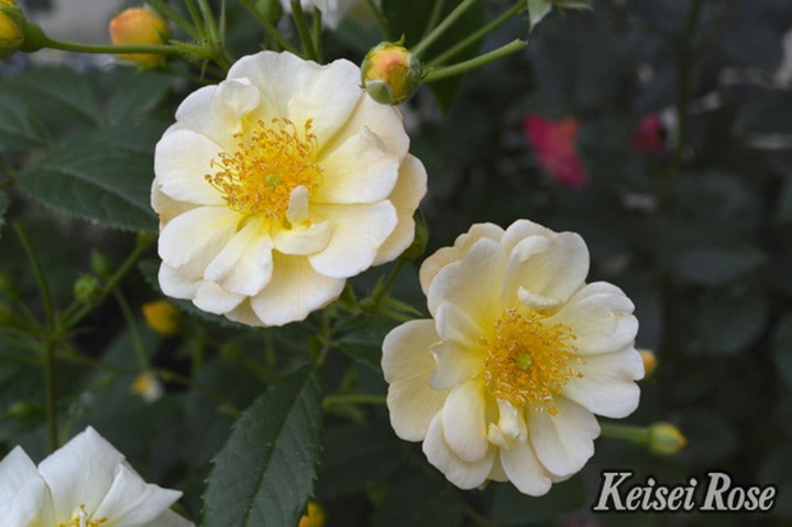 つるバラ長尺苗 サニー シルエッタ 6号 京成バラ園芸｜s200｜花木04-PA