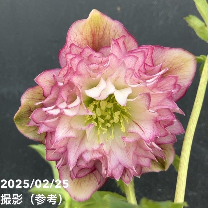 【一点物】広瀬園芸 クリスマスローズ 4号（HR18）｜山野04-PAのサムネイル