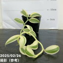 【現品お届け】斑入りバニラ 3号(4)|観葉10-TU