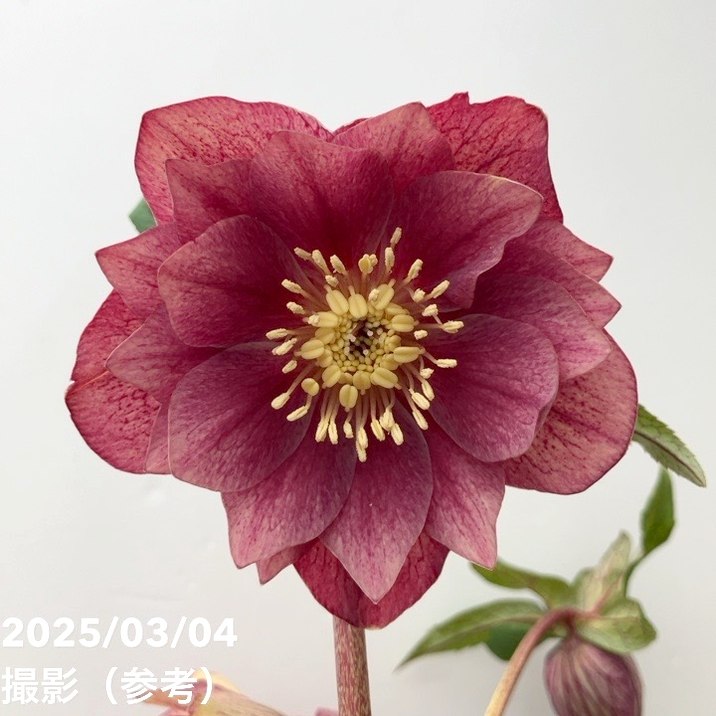 【一点物】広瀬園芸 クリスマスローズ 4号（HR39）｜山野04-PAのサムネイル