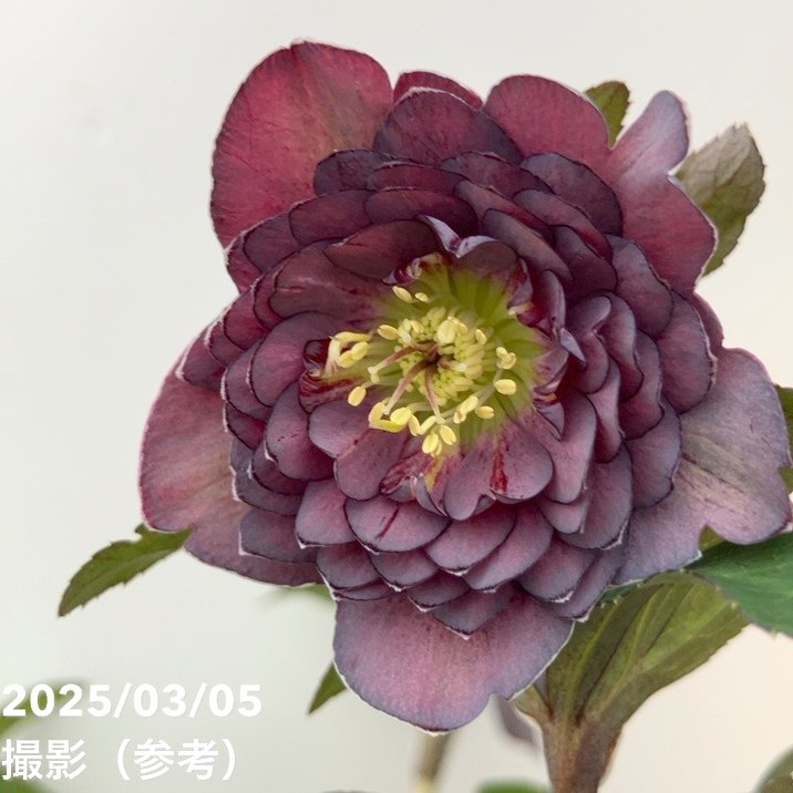 【一点物】広瀬園芸 クリスマスローズ 4号（HR44）｜山野04-PAのサムネイル