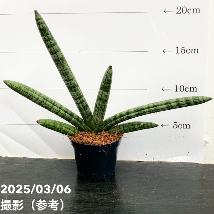 サンスベリア 3号角鉢 スカイライン Skyline 6-7cmポット投げ込み仕様｜観葉02-D2