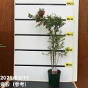 【決算!ポイント5倍!7/31まで】グレビレア ジョンエバンス 6号|花木04-PA