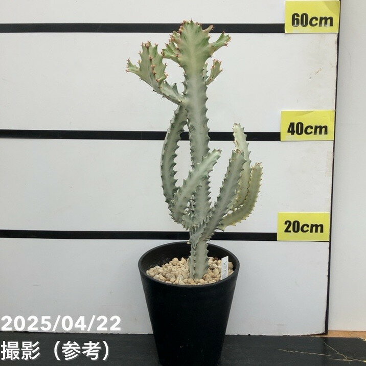 楽天市場】ユーフォルビア ホワイトゴースト(花・ガーデン・DIY 楽天市場】ユーフォルビア ホワイトゴースト(花・ガーデン・DIY