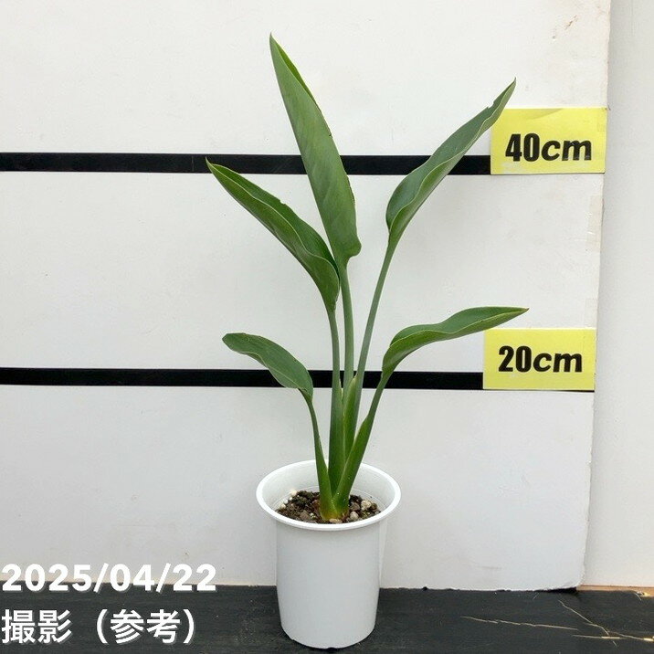 楽天市場】ストレリチア 4号の通販 楽天市場】ストレリチア 4号の通販