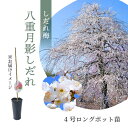 【数量限定】鈴鹿の森庭園 しだれ梅名木「八重月影しだれ」接ぎ木苗 4号ロングポット苗 1年生苗|花木10-D1