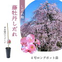 【数量限定】鈴鹿の森庭園 しだれ梅名木「藤牡丹しだれ」接ぎ木苗 4号ロングポット苗 1年生苗|花木10-D1
