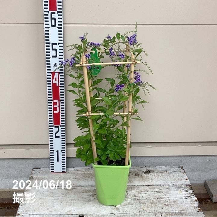 【決算！ポイント5倍！7/31まで】デュランタ レペンス 宝塚 5号角鉢行燈仕立て ｜草花04-PAのサムネイル