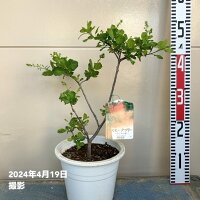 シンボルツリー 人気 落葉樹 庭木 庭植え 鉢植えスモークツリ...