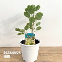 【決算!ポイント5倍!7/31まで】スモークツリー グリーンファウンテン 5号|花木10-TU