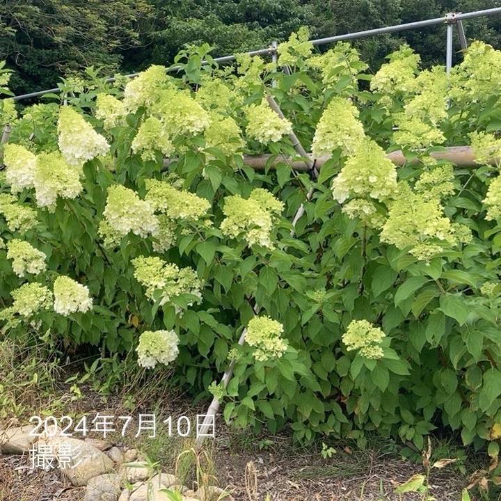 楽天市場】ピラミッドあじさい 苗の通販 楽天市場】ピラミッドあじさい 苗の通販