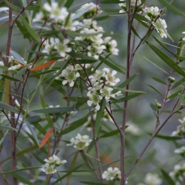 レプトスペルマム ティーツリー 5号 ※お届けに10日程度かかる場合がございます。｜花木10-TNのサムネイル