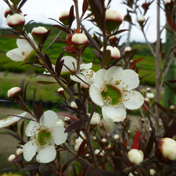 レプトスペルマム カッパーグロー 5号 ※お届けに10日程度かかる場合がございます。｜花木10-TNのサムネイル