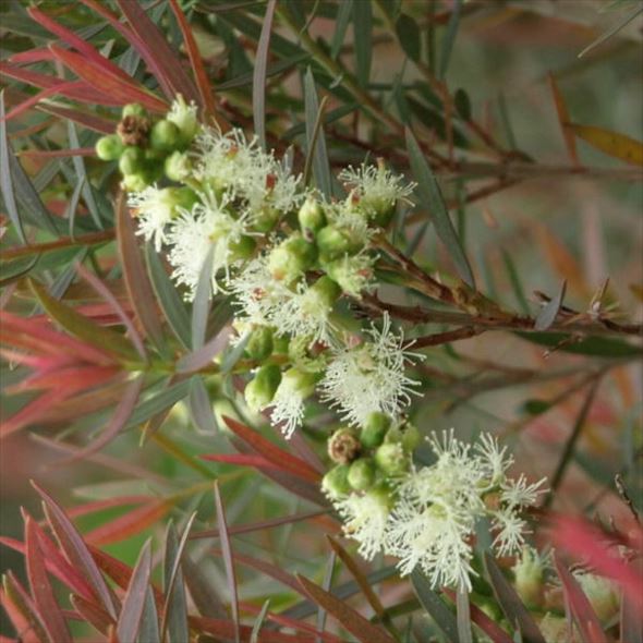 メラレウカ オータムファイヤー 5号 ※お届けに10日程度かかる場合がございます。｜花木10-TN