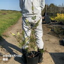 【数量限定】カリステモン ホワイトアルマ 8号 ※お届けに10日程度かかる場合がございます。|花木10-TN