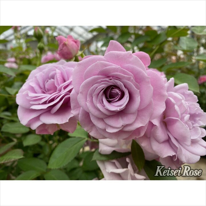 バラ大苗 マチネ 4.5号ロングポット 京成バラ園芸｜花木04-PA