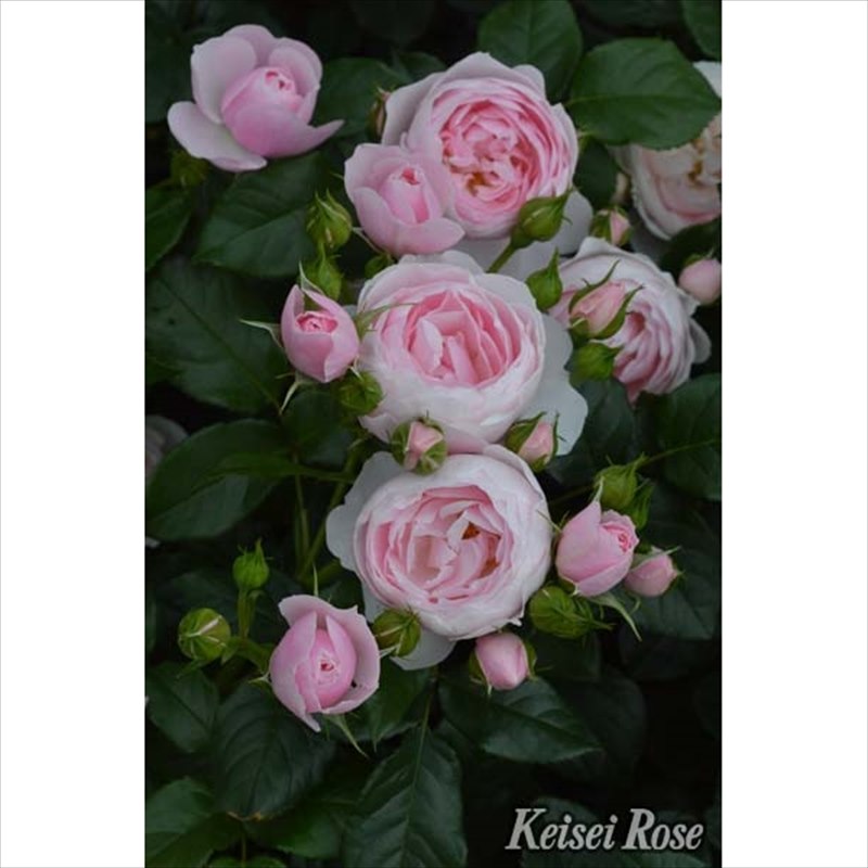 バラ大苗 ハンス・ゲーネバイン 4.5号ロングポット 京成バラ園芸｜花木04-PA