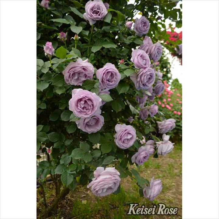 バラ大苗 しのぶれど 4.5号ロングポット 京成バラ園芸｜花木04-PA