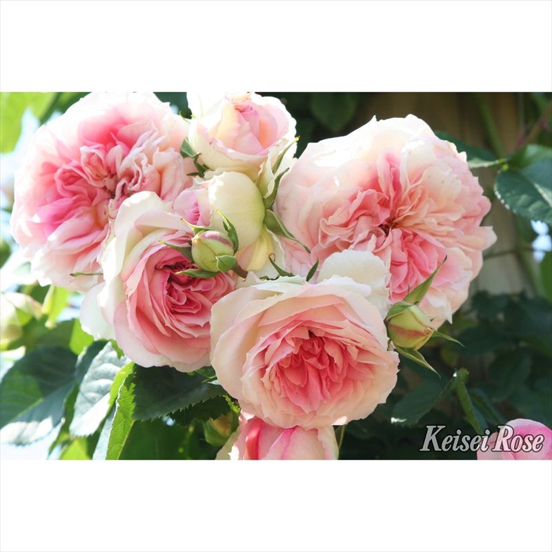 バラ大苗 アミ・ロマンティカ 4.5号ロングポット 京成バラ園芸｜花木04-PAのサムネイル