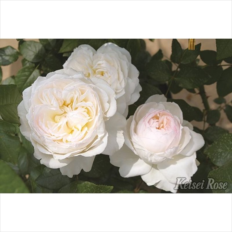 バラ大苗 ボレロ 4.5号ロングポット 京成バラ園芸｜花木04-PA