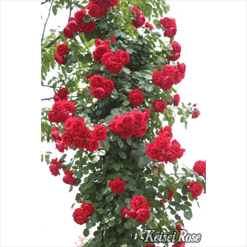 つるバラ長尺苗 フロレンティーナ 6号 京成バラ園芸｜s200｜花木04-PA