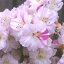 サツキ 一生の春 4号 × 3株セット|花木10-AK 3,080円