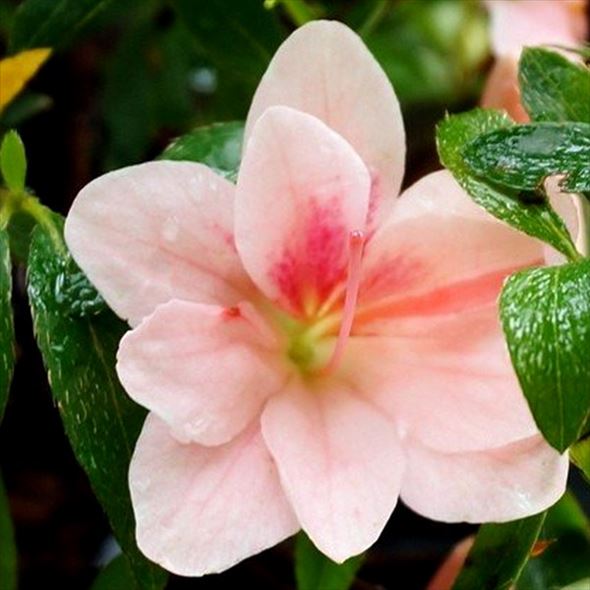 サツキ 美里 4号×3株セット｜花木10-AK