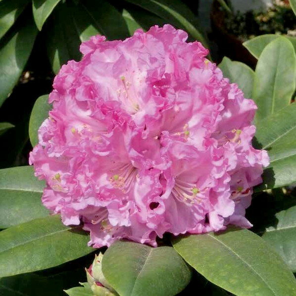 シャクナゲ スーパーローディー 6号 サクラシフォン｜花木01-D1