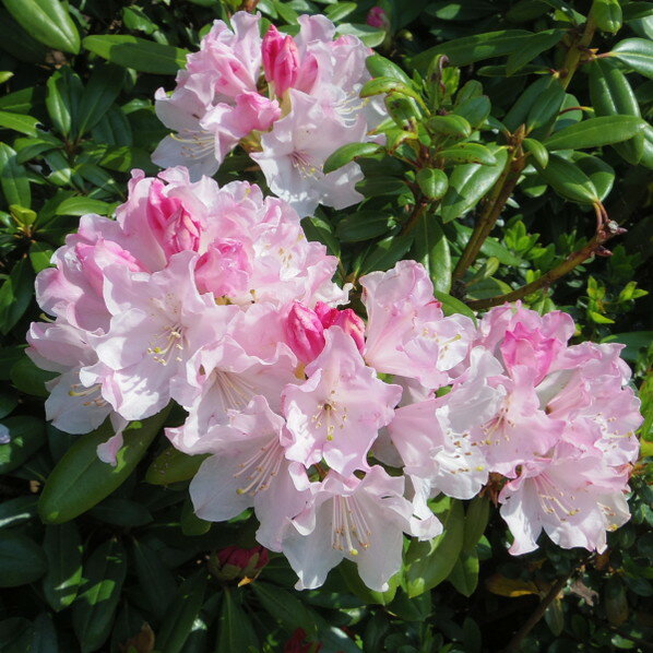 シャクナゲ スーパーローディー 7号 ウェディングブーケ 接木 スリット鉢｜花木10-D1