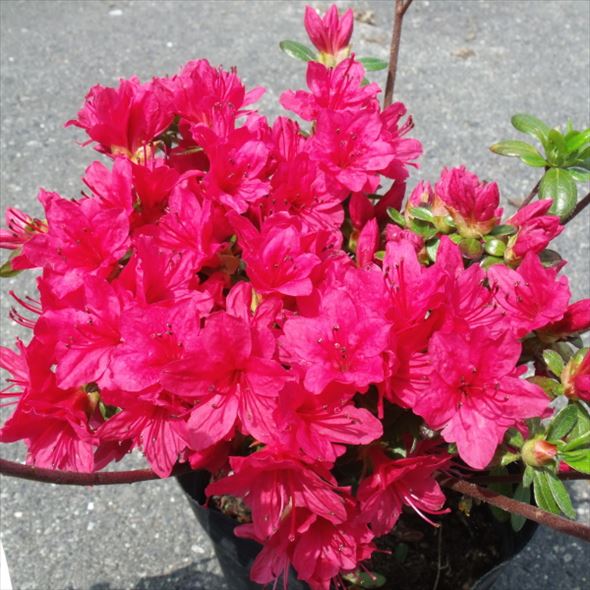 ツツジ 久留米ツツジ 今猩々 4号×3株セット｜花木10-AK