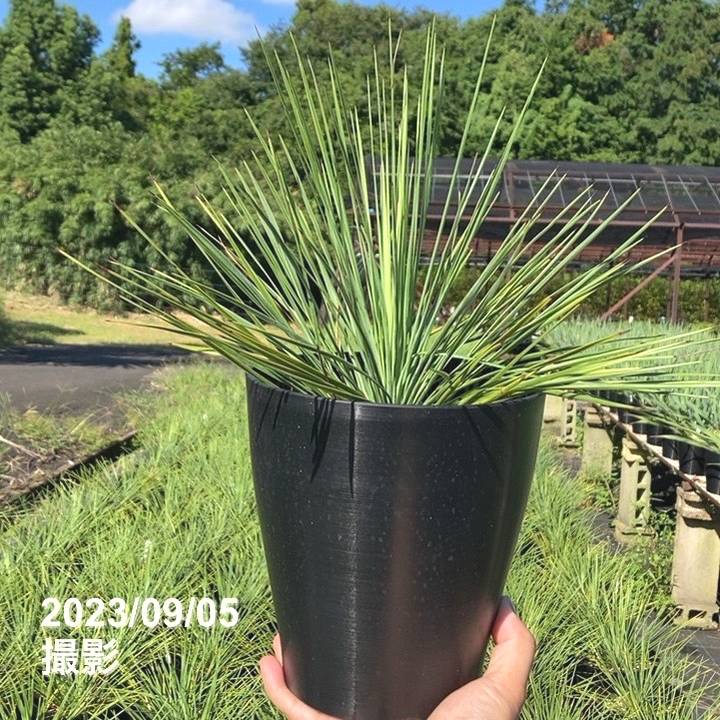 ユッカ ユッカ リネアリフォリア (Yucca linearifolia) 6号 ｜花木01-D1