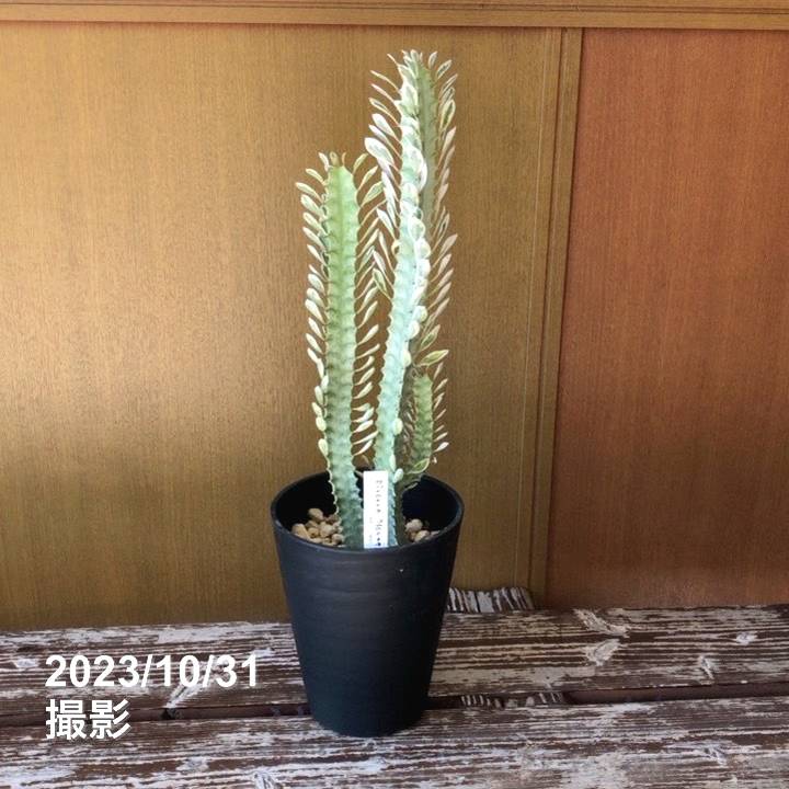 ユーフォルビア トリゴナ 白斑 5号 ｜花木04-PAのサムネイル