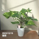 ポトス 【限定3鉢】ポトス グランデ 7号｜観葉04-PA