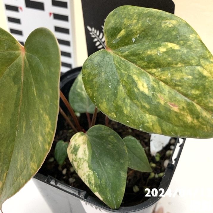 アンスリウム アンドレアナム バリエガータ Anthurium andreanum variegata 3.5号 プラ鉢仕様 An-1 ｜観葉04-PA