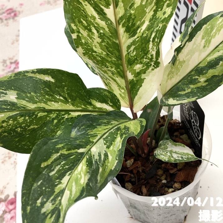 アンスリウム フーケリー トリカラー Anthurium hookeri hyb Tricolor 4号 ネガミエル鉢仕様 An-5 ｜観葉04-PA