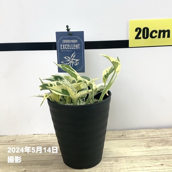 多肉植物　エケベリア 桃太郎 2.5号　インテリアグリーン かわいい 可愛い オシャレ 一点物 現品