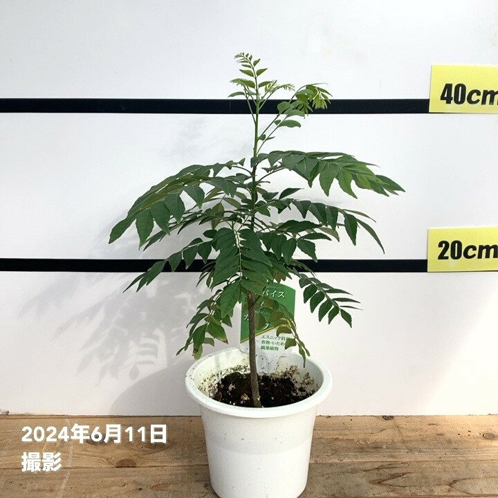 カレーの木(苗) カレーリーフ 5号 ｜草花10-TUのサムネイル