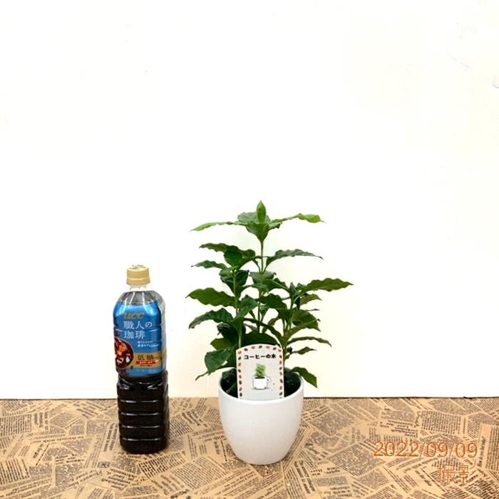 コーヒーの木 コーヒーの木 4号 （3本植え） 白陶器鉢 ｜観葉02-D2