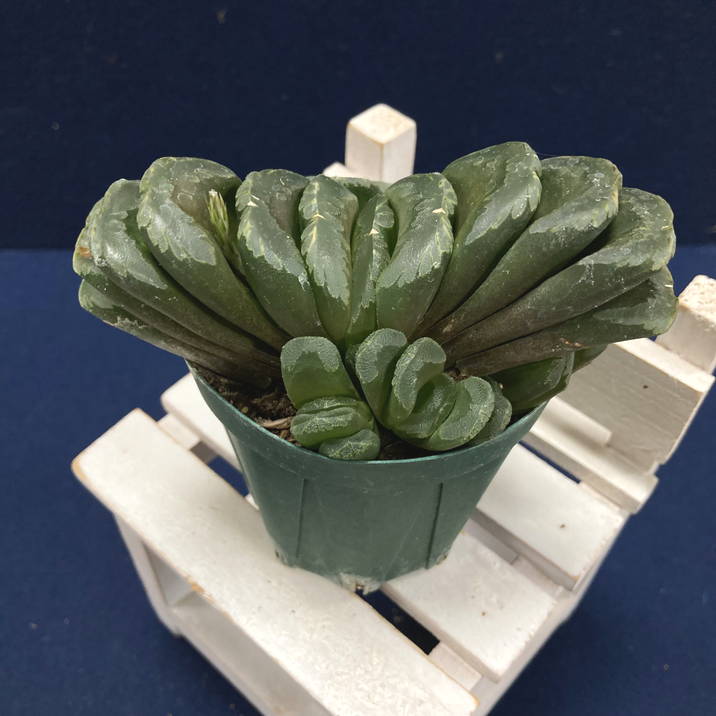 ハオルチア 2.5号 truncata hyb  ｜観葉02-D2