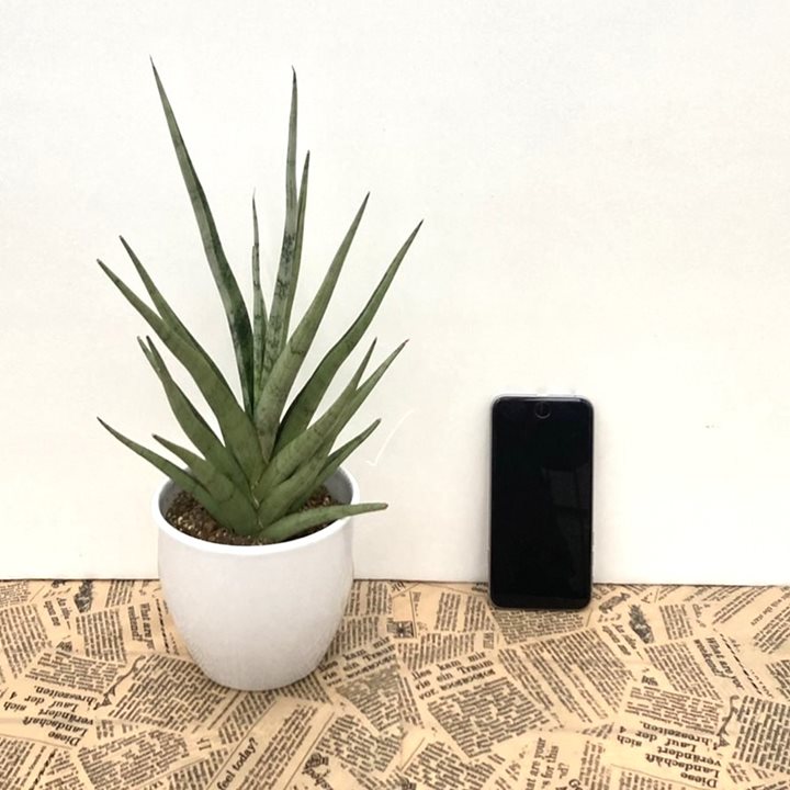 サンスベリア 4号 グラキリス 白陶器鉢仕様｜観葉02-D2