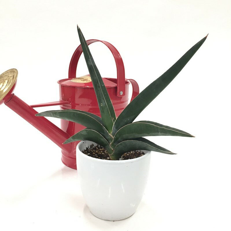 サンスベリア 4号 ロブスターブルー 白陶器鉢仕様｜観葉02-D2