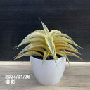 Sansevieria Siam Gold（サンセベリア サイアム ゴールド）【送料込み】