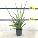 サンスベリア 3.5号 ファーンウッド(ミカド)生産鉢仕様|観葉02-D2