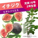 充実株 イシヅキ農園さん イチジク ビオレソリエス 6号 2年生苗|果樹10-TU